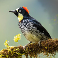 Acorn Woodpecker